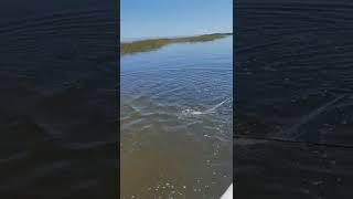 How to Catch Mullet in Shallow Water! Tanner shows us the shake method.