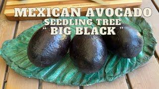 “ BIG  BLACK “ MEXICAN SEEDLING AVOCADO | Cold Hardy Tree | SAMPLING the FRUIT