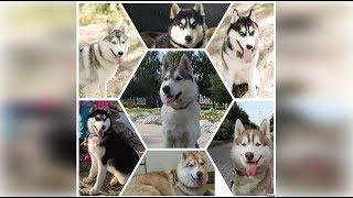 Хасята онлайн. Яника и разноцветное счастье.Husky Puppies LiveCam. Yanika and Colors of Happiness