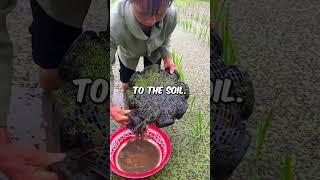 1000s Of Eels In Rice Field #shorts