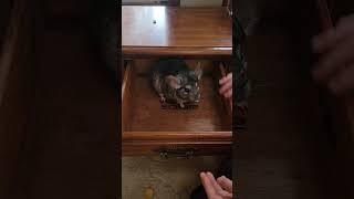 What's in the drawer ???? @Chinchilla Diaries