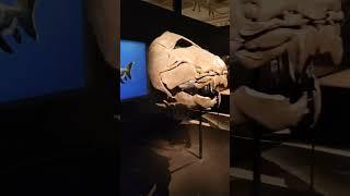 #DinosaurHistory  #MuseumDays ️ #PrehistoricLife #FossilFinds #Jurassic #WalkingWithDinosaurs
