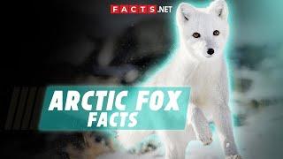 Arctic Fox Facts & Characteristics of These Frosty Foxes