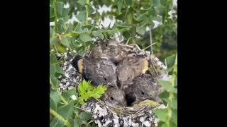 Stieglitz - Carduelis Carduelis - Jilguero - Щегол - Kадънка - щиглец - طائر الحسون - Silvestrismo