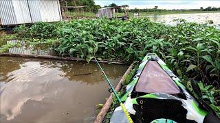 Pescaria com a água barrenta é fatal pra esses peixes usando isca viva só os Brutos Rio turvo