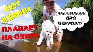 С котом вход разрешен! Кевин на пляже | знакомство с водой | подарок самому себе