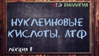 Л.11 | Нуклеиновые кислоты | АТФ | ОБЩАЯ БИОЛОГИЯ ЕГЭ