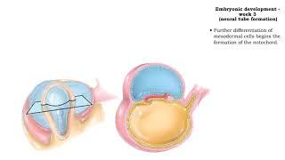 Embryonic development - Week 3