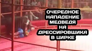 Нападение медведя на дрессировщика в "Цирке Моретти" в Бийске