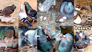 The new way video four pigeons gave four eggs |Four of these eggs came out |growth 1 day and 20 days