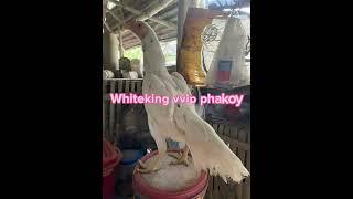 #Whiteking vvip phakoy/ oriental chicken️