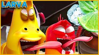 LARVA FULL  EPISODE 2024 :  LEMON   | CARTOON BOX TOP 20  | LARVA CARTOON 2024