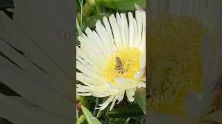 I almost got stung! #teen #youtubeshorts #foryou #viral #fypシ #youtube #shorts #teenlife #shortvideo