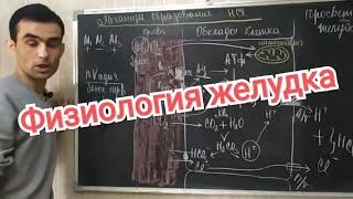 Физиология желудка. Physiology of the stomach.