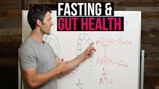 Fasting & Gut Health: Regeneration + Stem Cell Production