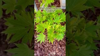 Acer shirasawanum “Jordan” … #japanesemaple #acerpalmatum #acershirasawanum #acerholic #maple #tree