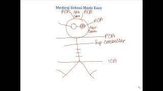 How to Draw and Remember the Circle of Willis Quickly