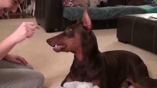 Doberman Puppy Still Gets Mad