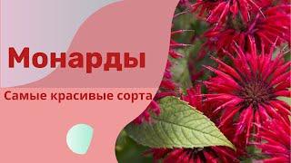 Монарды в ландшафтном дизайне