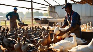 How Farmers Raise and Process Millions of Ducks Annually