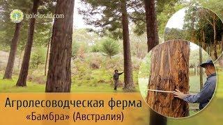 Агролесоводческая ферма "Бамбра" (Австралия)