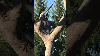 The Secret Hidden Animal Easter Eggs in Gran Turismo 7!