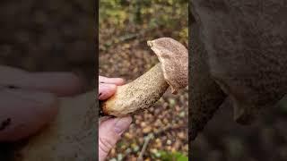 Picking Wild Edible Mushrooms of the Forest! Suillus, Boletus, Leccinum!