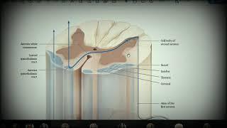 Анатомия с АВ. Спинной мозг (medulla spinalis).