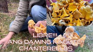 LIBRE ANG KABUTE CHANTERELLES MUSHROOM SA GUBAT | CHANTERELLE | KANTARELL | PILIPINA IN SWEDEN