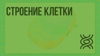 Строение клетки. Видеоурок по биологии 5 класс