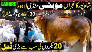 Pakistan's Most Expensive & Biggest Cattle Market | Shahpur Kanjran Mandi Lahore |Cattle Market 2025