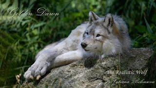 Golden Dawn — a legendary wolf coming to life in the rays of the new day