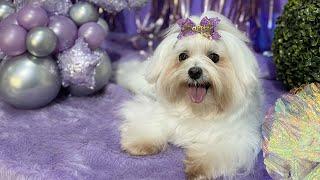 My Maltese Dog "Kimchi" goes to the pet shop EVERY DAY!!