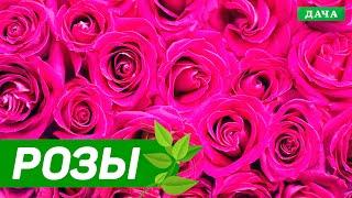 Добрый сад №3 - Розы | Как подготовить розы к зиме