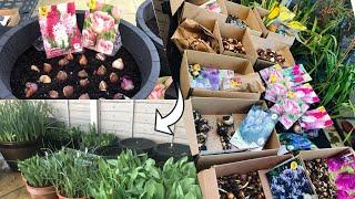 PLANTING A LOT OF SPRING -SUMMER BULBS/TULIPS/DAFFODILS/HYACINTHS/ALLIUMS/IRIS/