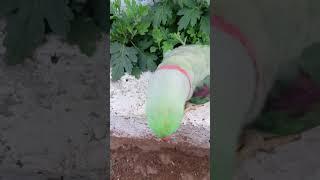 ️ #parrot #talkingparot #birds #nonstoptalkingparrot #talkingparrot #mithukibatain #funny #cute #c