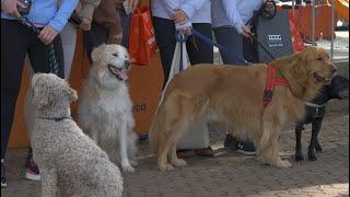 RSPCA Million Paws Walk 2023 - Fight Animal Cruelty (Olympic Park, Sydney)