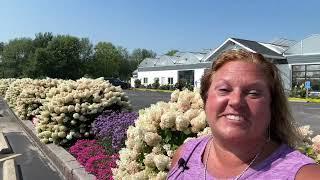 Comparing Panicle Hydrangeas!