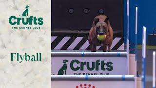 Flyball Semi-Final and Final | Crufts 2024