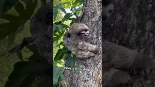  Heartwarming Rescue: Lost Baby Sloth Reunites with Mother in the Forest #animals #shorts