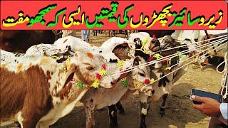 Bachary Bull Market In Pakistan Luddan Mandi / Sahiwal Cholistani Course Bachary / Luddan Mandi.PK