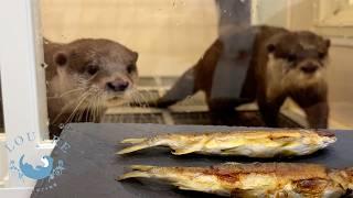 Don't Otters Eat Grilled Fish?