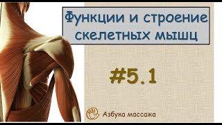 Мышечная ткань. Строение и функции скелетных мышц | Урок 5, часть 1 | Видеоуроки по массажу
