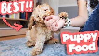 HOW TO FEED A PUPPY  Everything you need to know!