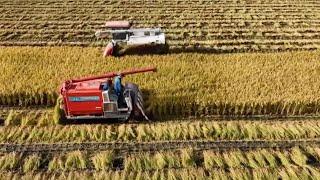 Science in Modernization: China boosts food security with tech breakthroughs in agriculture