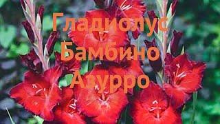 Гладиолус бамбино Азурро (gladiolus-bambino-azurro)  обзор: как сажать, луковицы гладиолуса Азурро