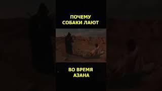 Почему собаки дают во время Азана?