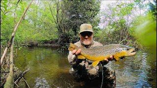 Trout Fishing A Tight Quarters Small Stream For Wild Browns (2024) #troutfishing #trout #fishing