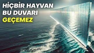 Hayvanların Geçemediği Görünmez Duvar