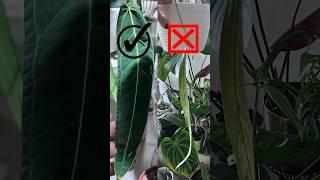 FAIL or Not: Plant PON Transition! #plantcare #rareplants #planttips